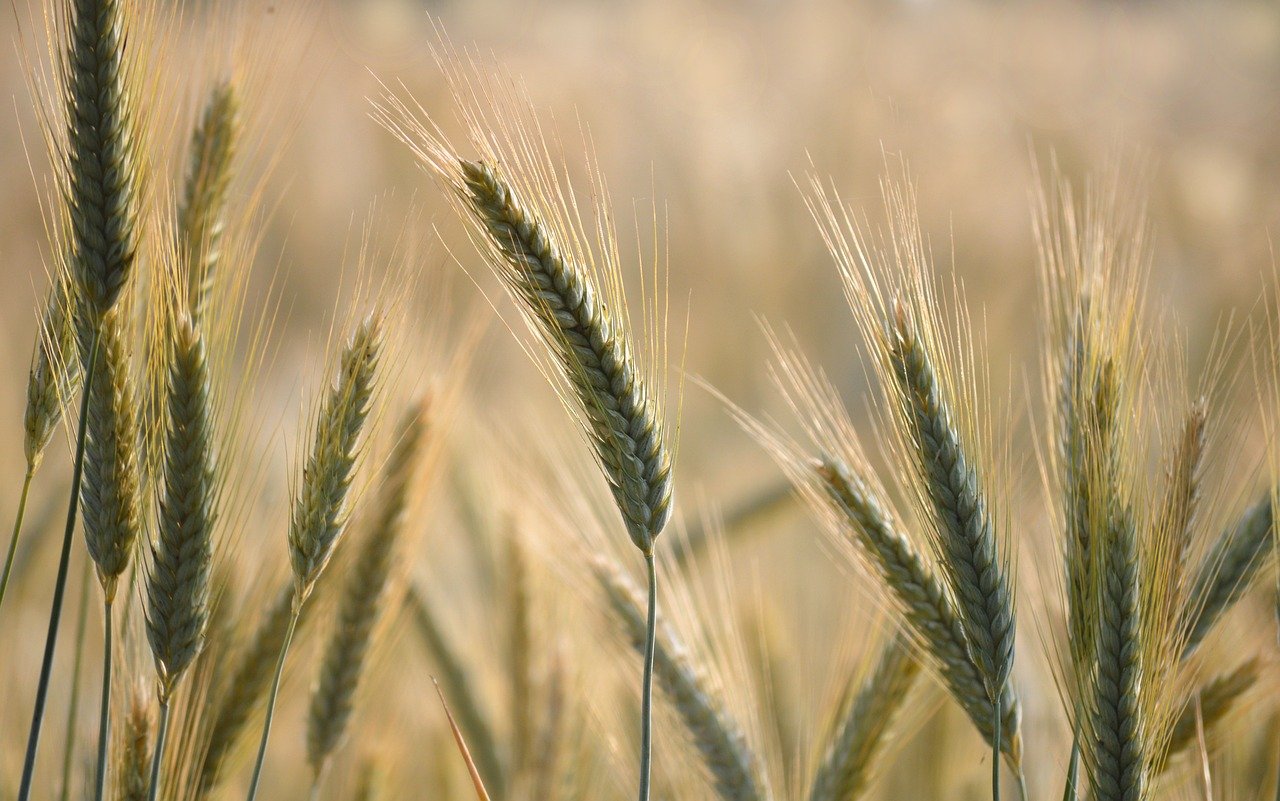 ¿Cuál es la espiga del trigo?